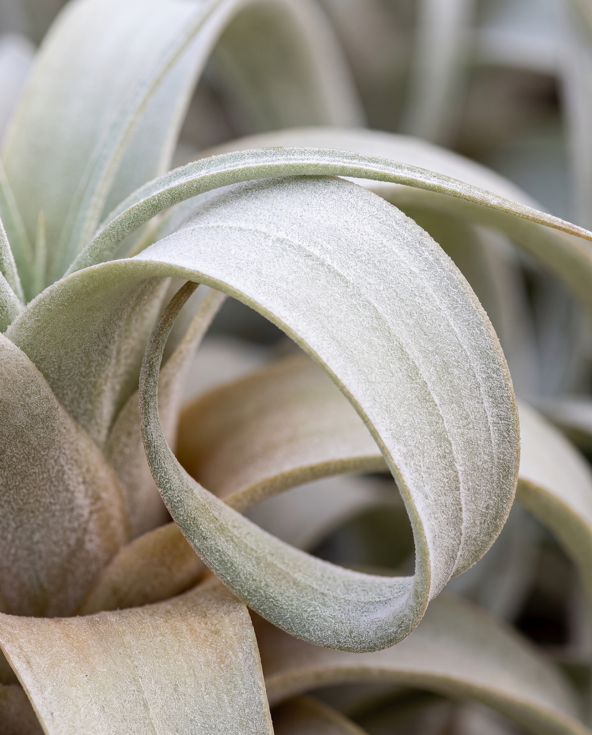 Tillandsia xerographica, close-up