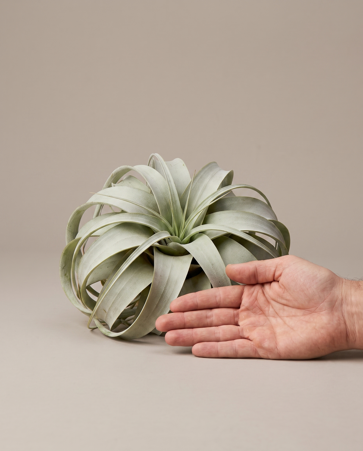 Tillandsia xerographica, hand for scale