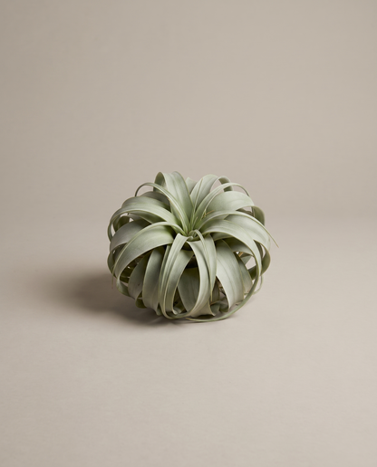 Tillandsia xerographica, medium 5 to 6 inch rosette, no pot