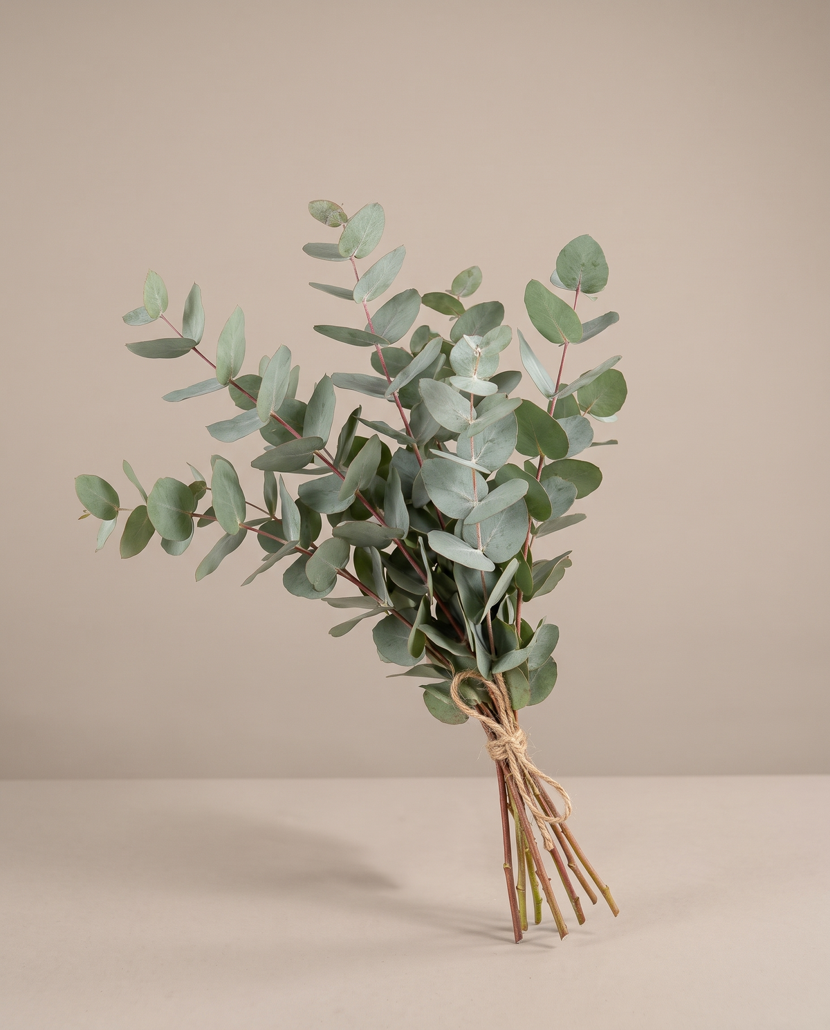 Fresh eucalyptus bouquet, tied bunch, no vase