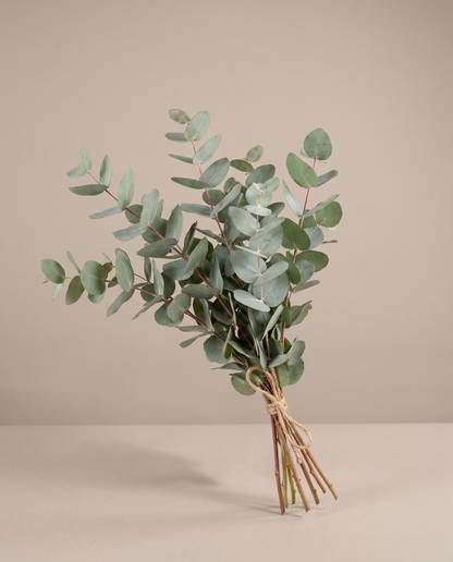 Fresh eucalyptus bouquet, tied bunch, no vase