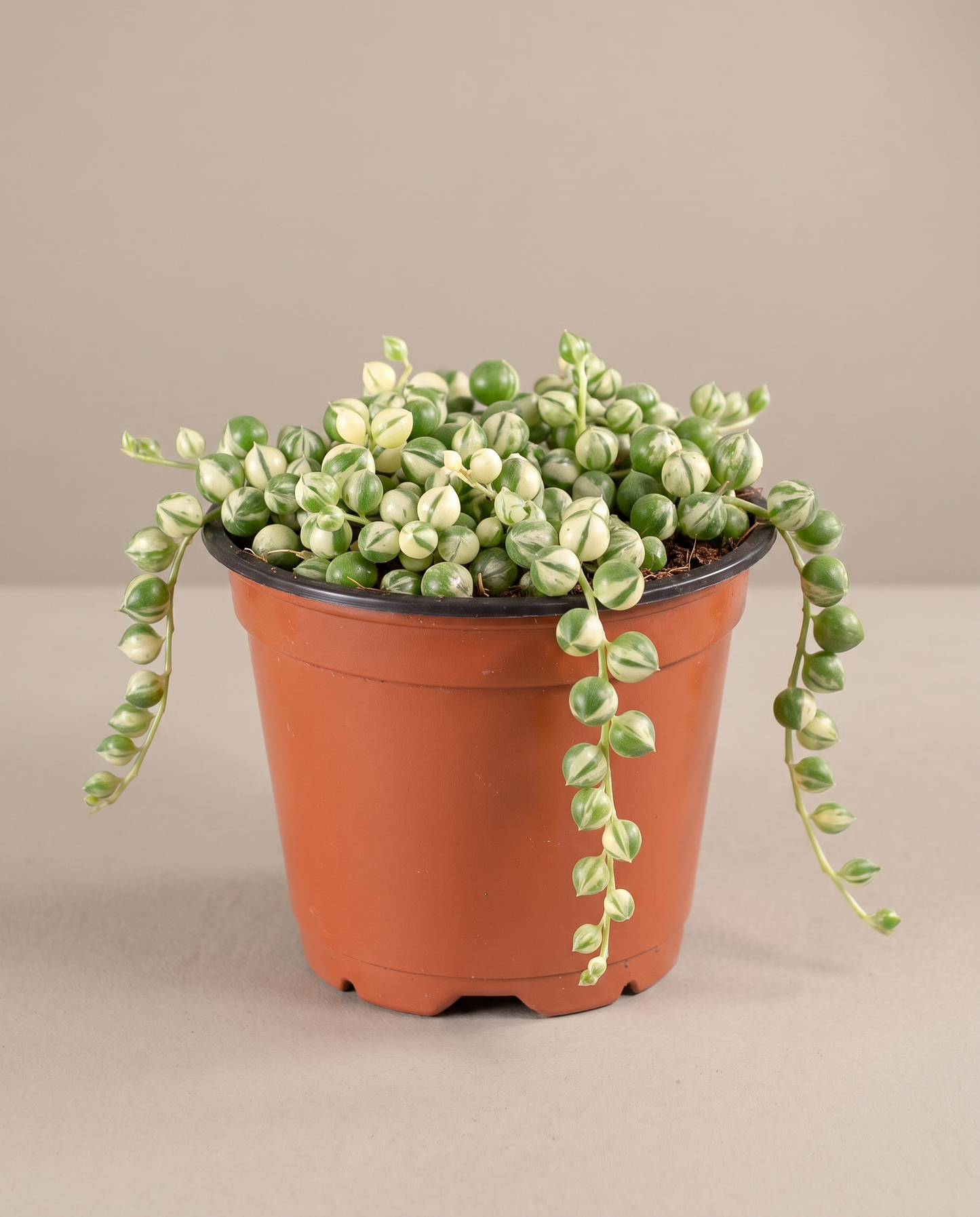 String of pearls variegated in a grow pot, front studio, Small
