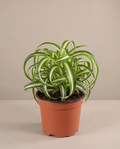 Spider Plant (assorted/Variegated Ocean