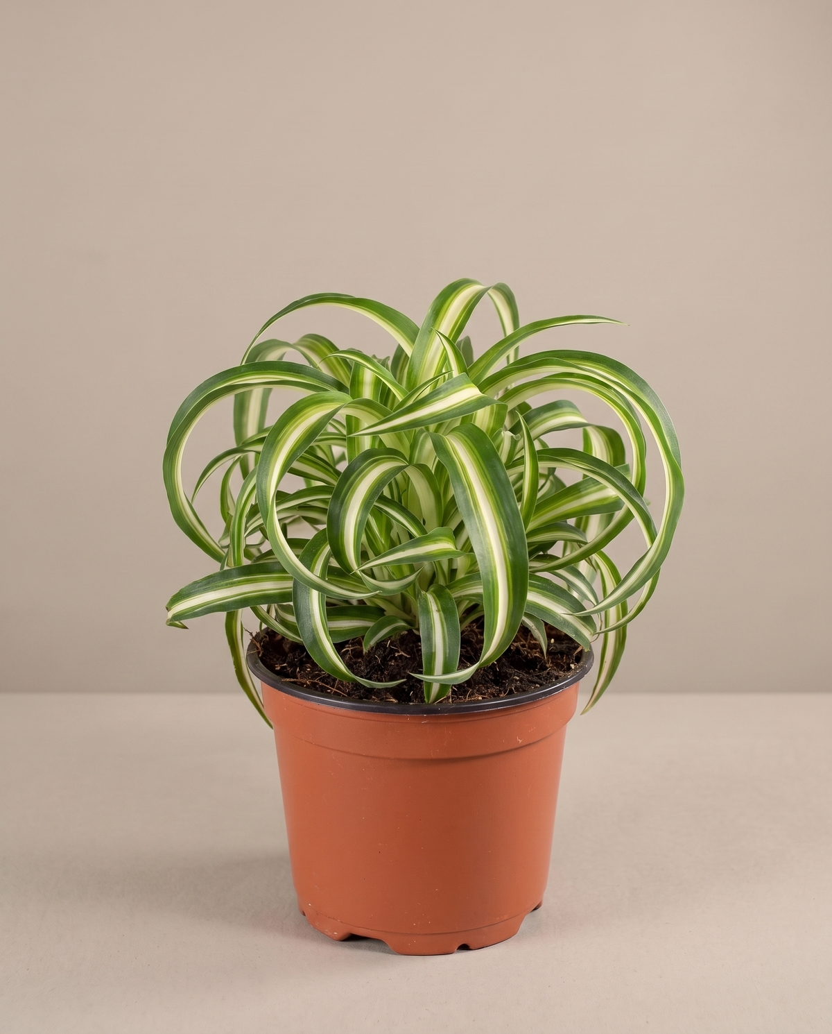 Spider plant in a grow pot, front studio, Medium