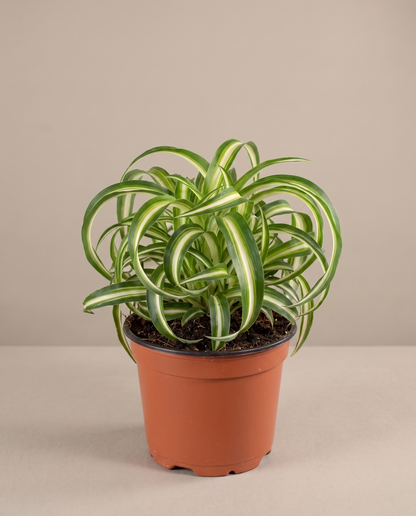 Spider plant in a grow pot, front studio, Medium