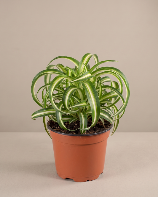 Spider plant in a grow pot, front studio, Medium