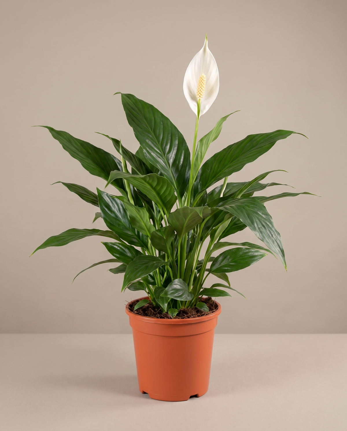 Peace lily in a grow pot, front studio, Medium