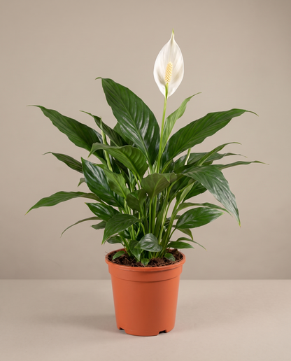 Peace lily in a grow pot, front studio, Medium