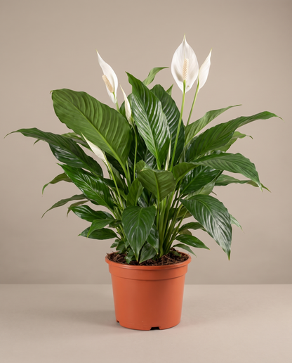 Peace lily in a grow pot, front studio, Large