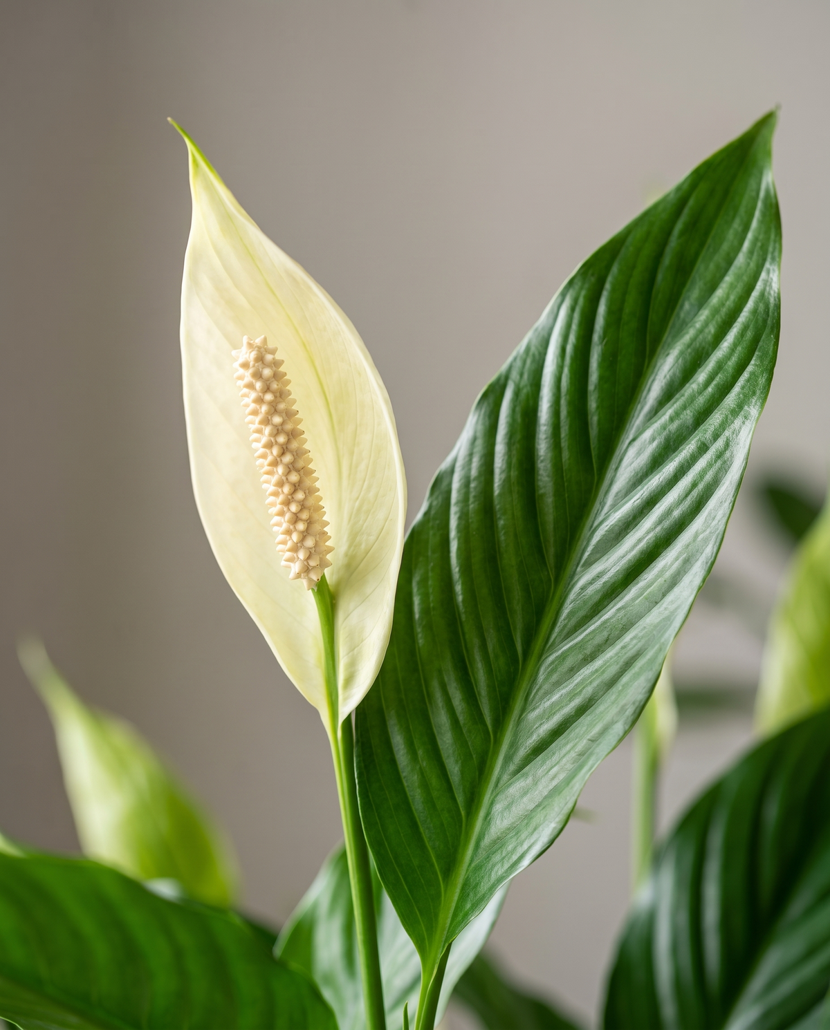 Peace lily spathe, close-up