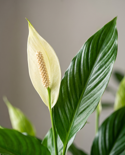 Peace lily spathe, close-up