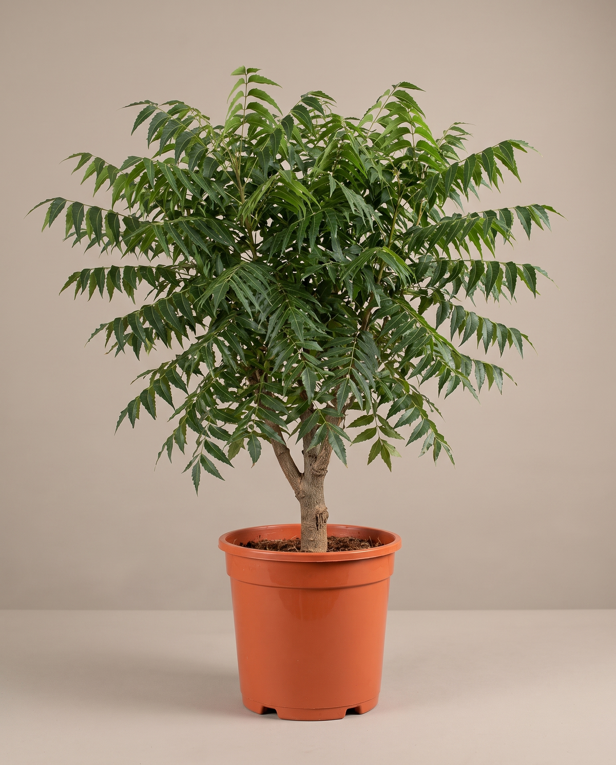 Neem plant in a grow pot, front studio, Large