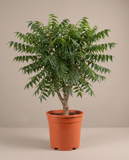 Neem plant in a grow pot, front studio, Large