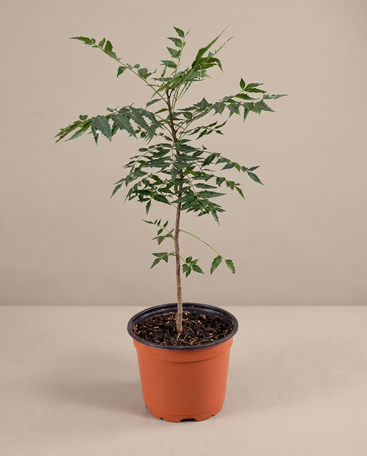Neem plant in a grow pot, three-quarter, Medium