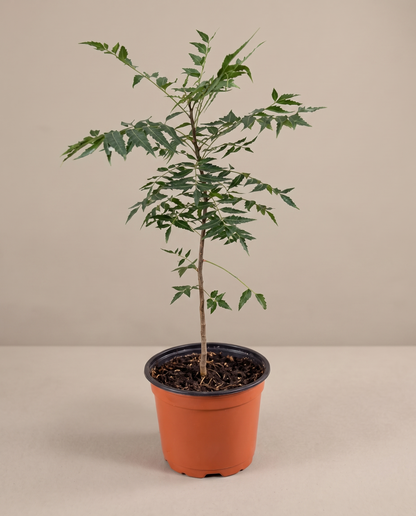 Neem plant in a grow pot, three-quarter, Medium