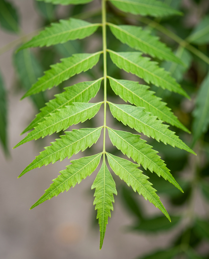 Neem leaves, close-up