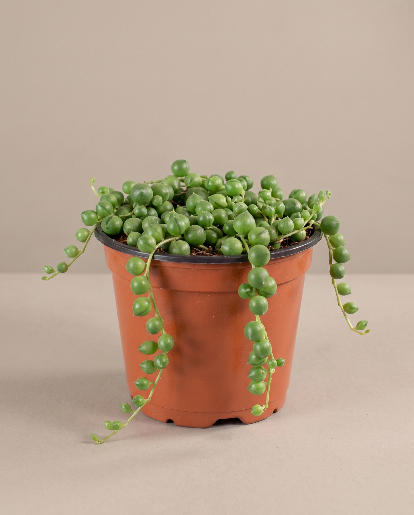 String of pearls in a grow pot, three-quarter, Small