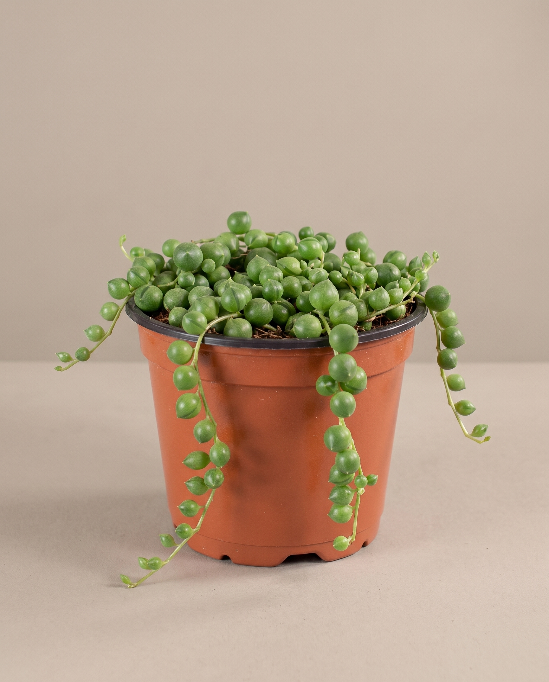 String of pearls in a grow pot, three-quarter, Small