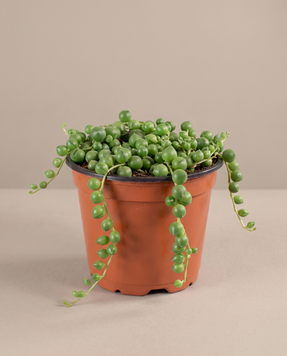 String of pearls in a grow pot, three-quarter, Small