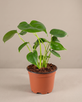 Monstera Deliciosa – Split Leaf Tropical Plant