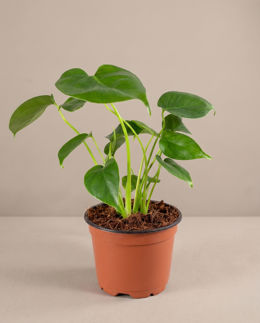 Monstera in a grow pot, front studio, Small
