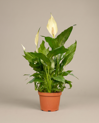 Peace lily in a grow pot, front studio, Small