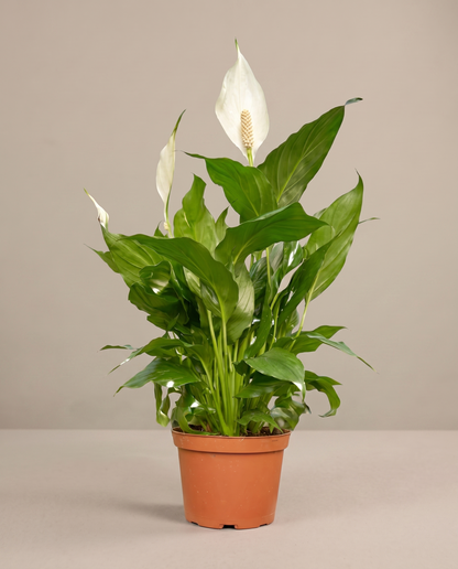 Peace lily in a grow pot, three-quarter, Small