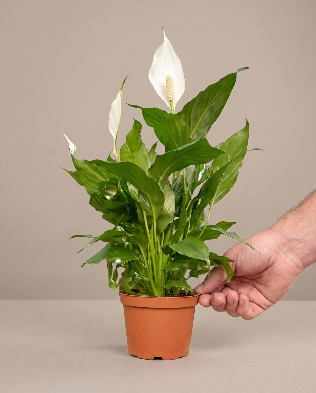 Peace lily in a grow pot, hand for scale, Small