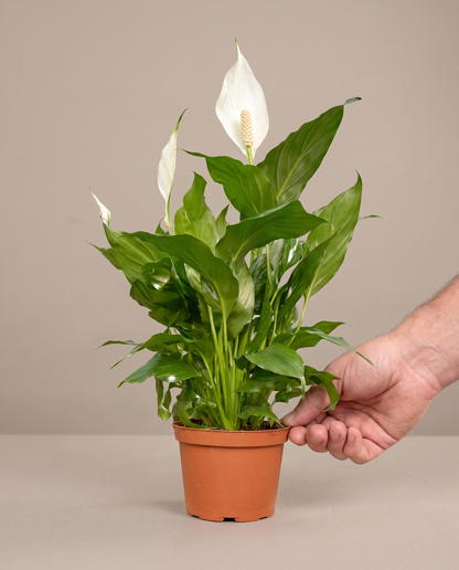 Peace lily in a grow pot, hand for scale, Small