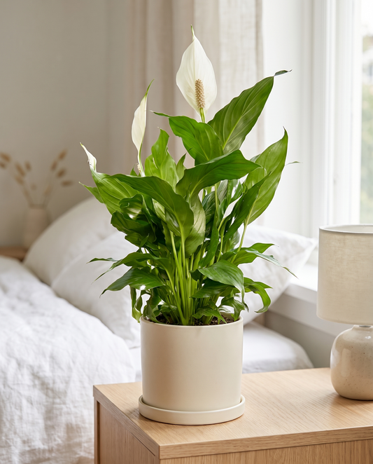Peace lily in a decorative ceramic, styled in a room