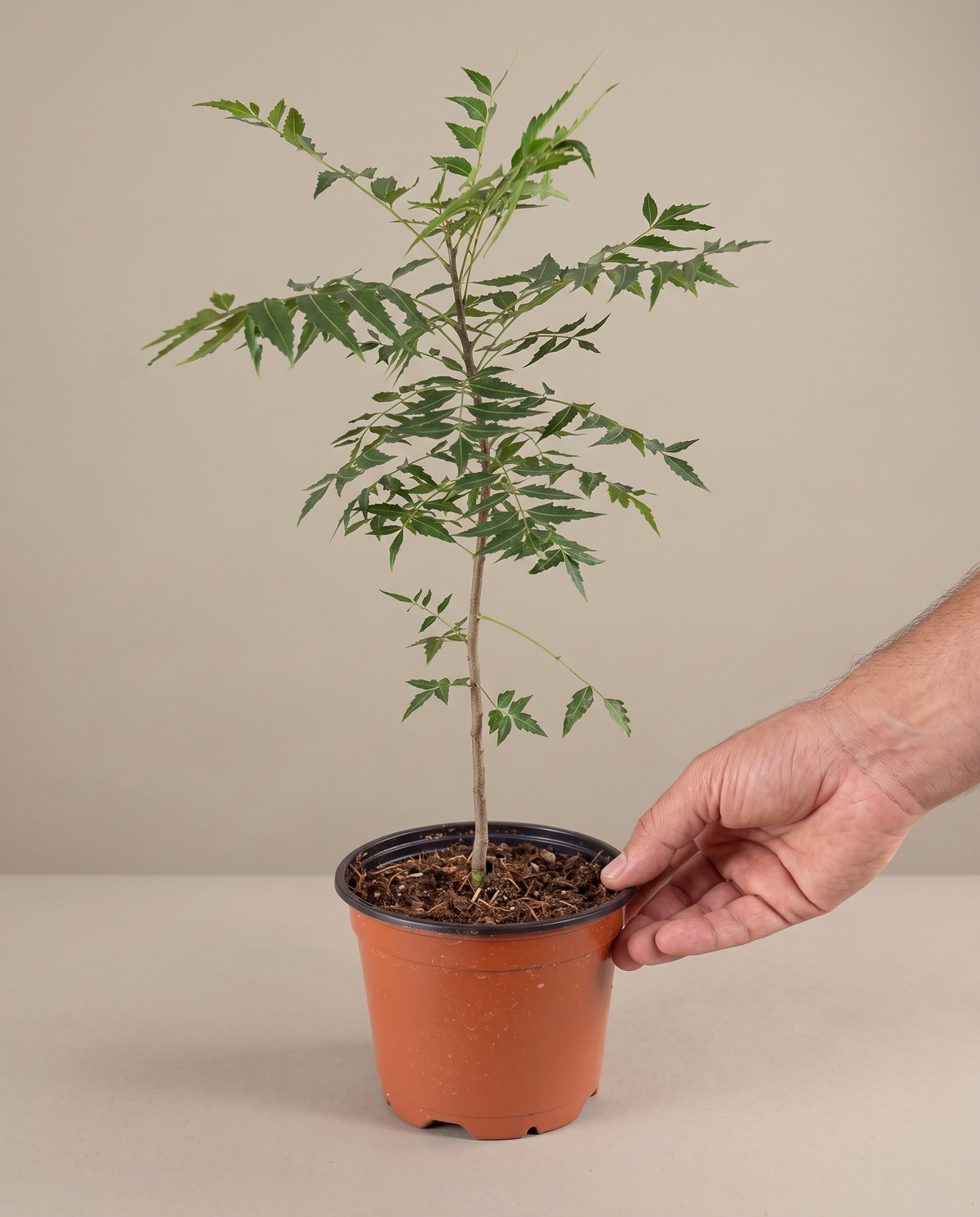 Neem plant in a grow pot, hand for scale, Medium