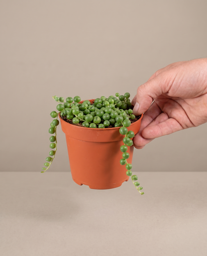 String of pearls in a grow pot, hand for scale, Small