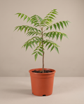 Neem Plant (Azadirachta indica) 6"( Nursary Container)