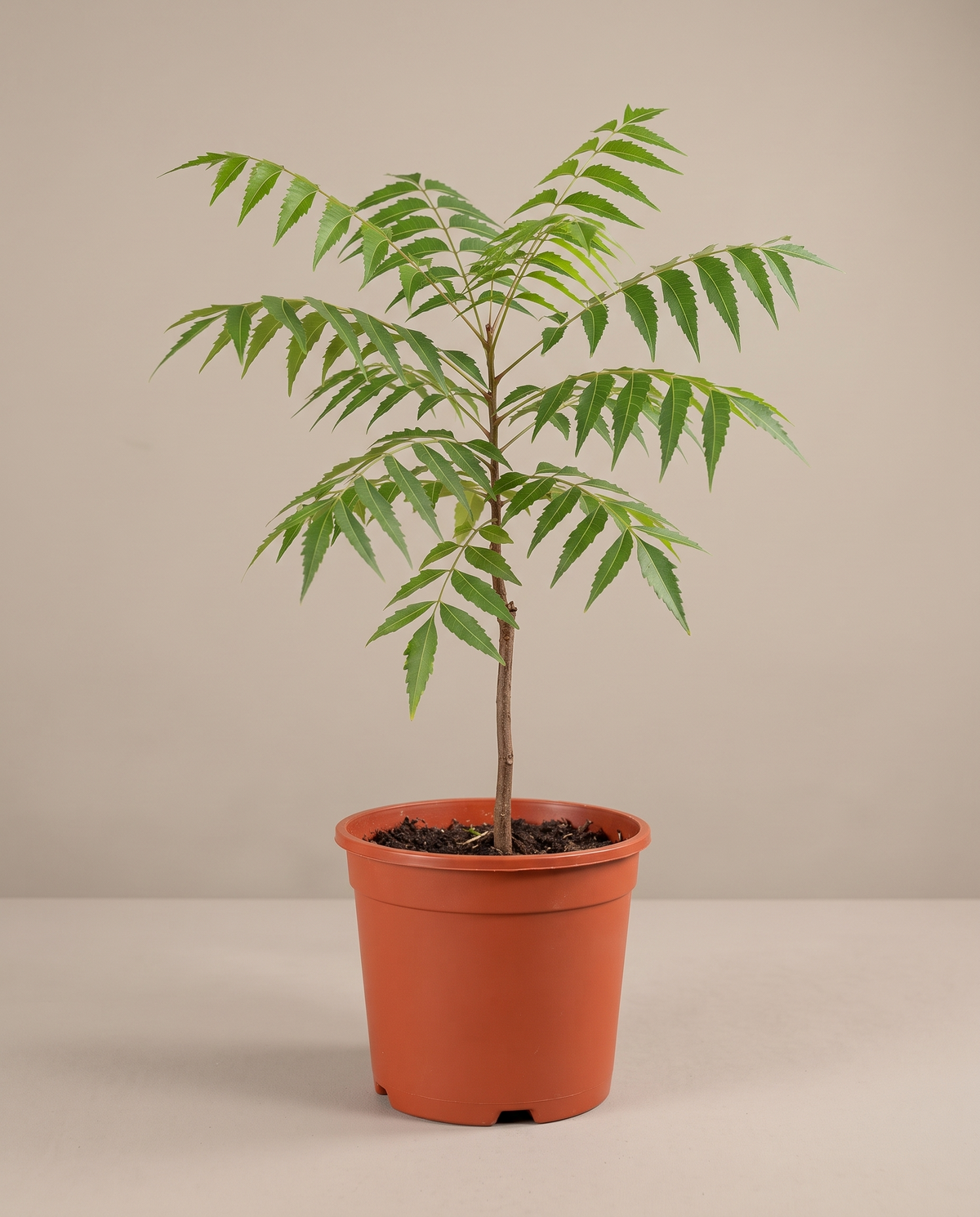 Neem plant in a grow pot, front studio, Medium