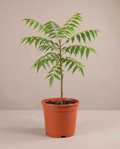 Neem plant in a grow pot, front studio, Medium