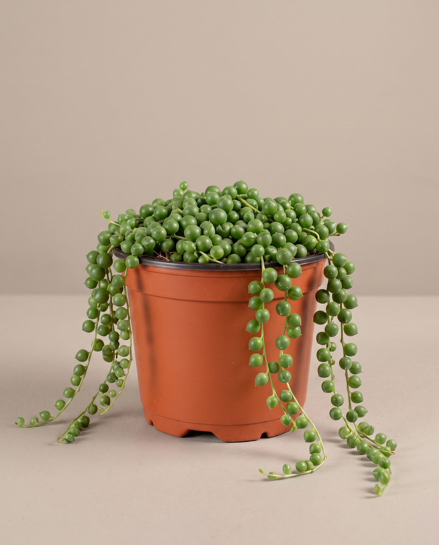 String of pearls in a grow pot, front studio, Medium