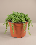 String of Pearls – Trailing Succulent Plant