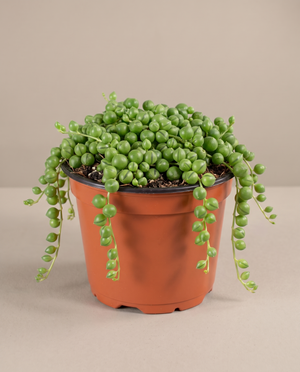 String of pearls in a grow pot, front studio, Small