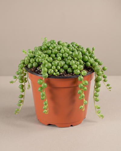 String of pearls in a grow pot, front studio, Small