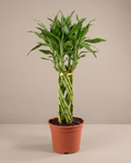 Lucky Bamboo Elegant Twist