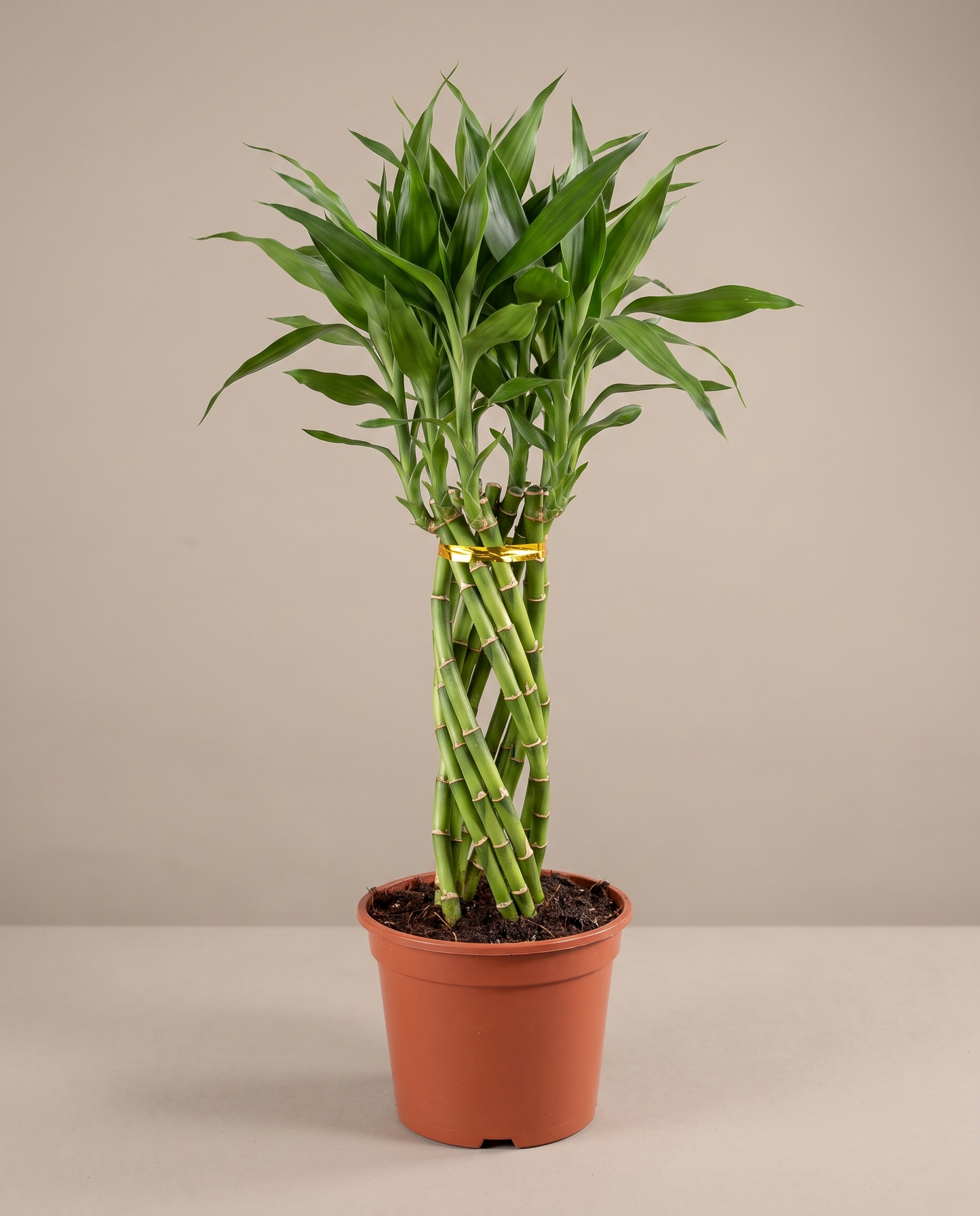 Lucky bamboo elegant twist in a grow pot, front studio, Large