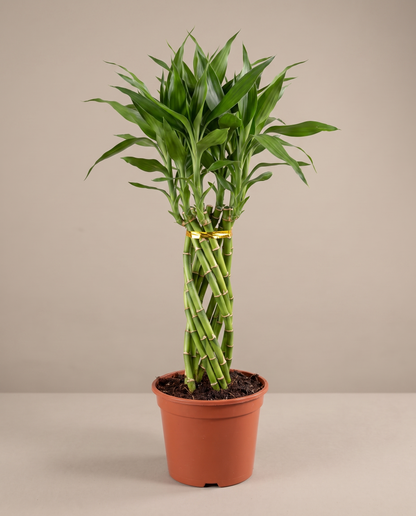 Lucky bamboo elegant twist in a grow pot, front studio, Large