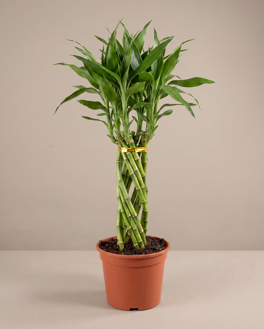Lucky bamboo elegant twist in a grow pot, front studio, Large