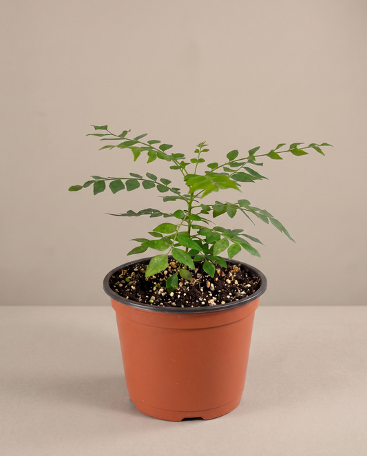 Curry leaf in a grow pot, front studio, Small