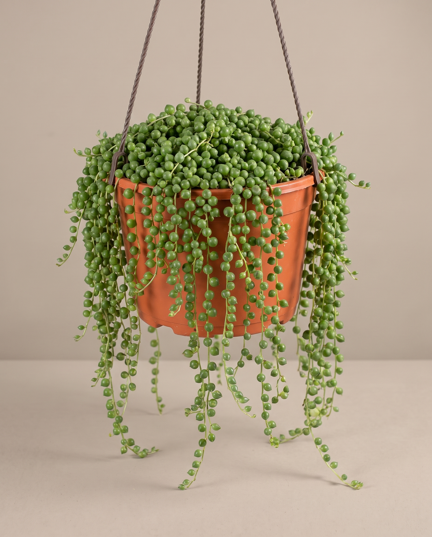 String of pearls in a hanging basket, front studio, Large