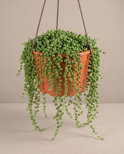 String of pearls in a hanging basket, front studio, Large