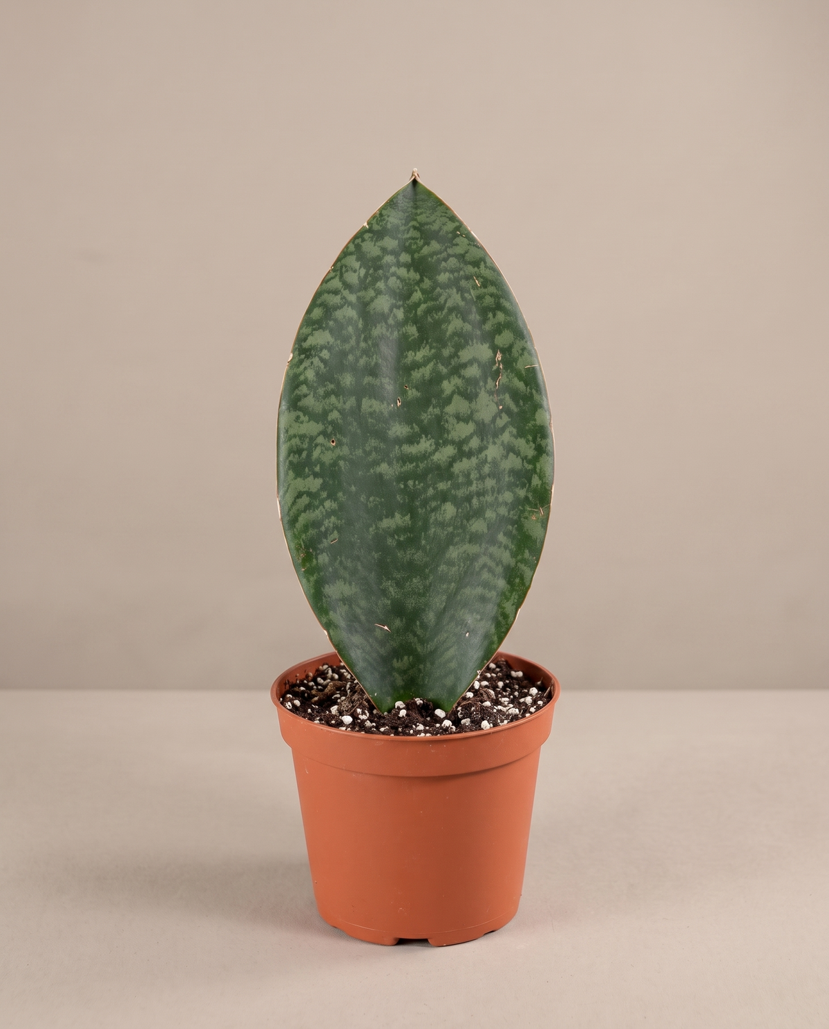 Whale Fin snake plant in a grow pot, front studio