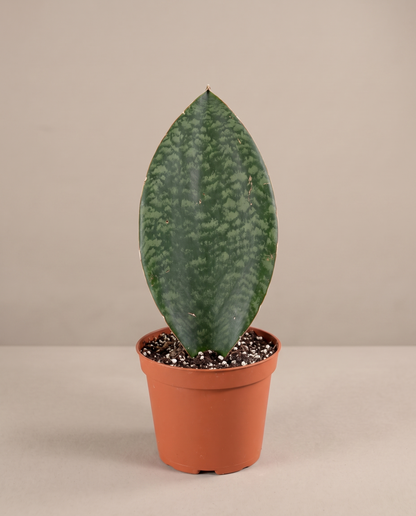 Whale Fin snake plant in a grow pot, front studio