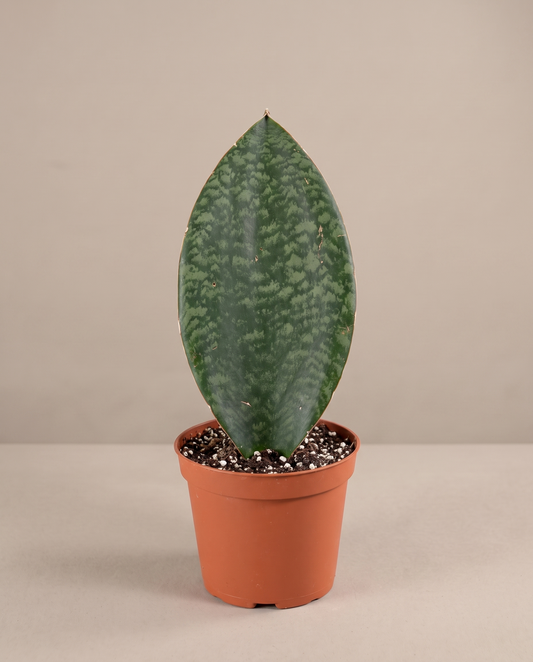 Whale Fin snake plant in a grow pot, front studio