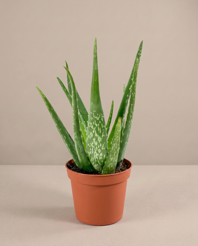 Aloe vera in a grow pot, front studio, Small